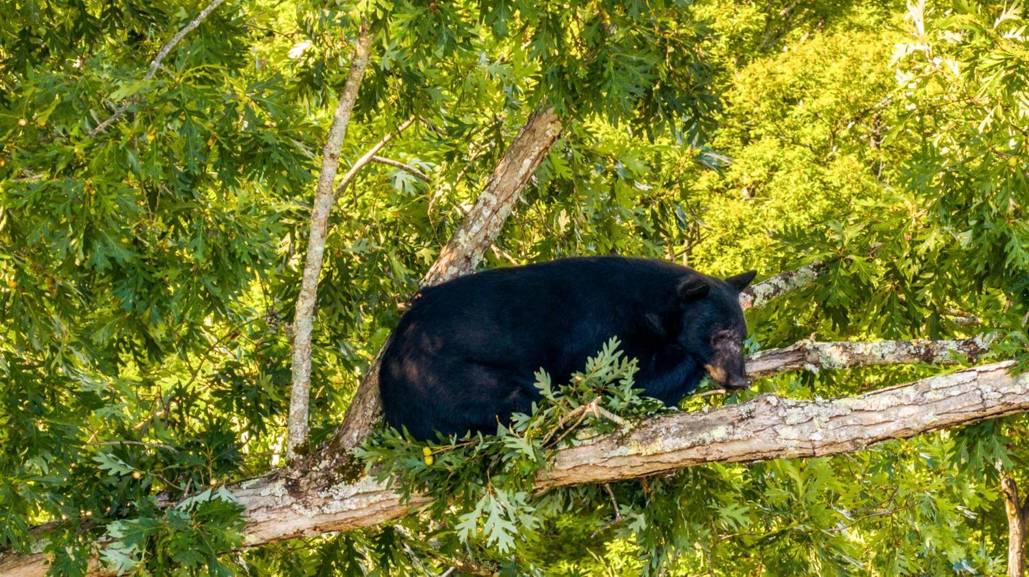 Baloo'S Bungalow Gatlinburg Ngoại thất bức ảnh